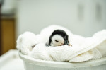 Emperor penguin chick hatches for first time in over a decade