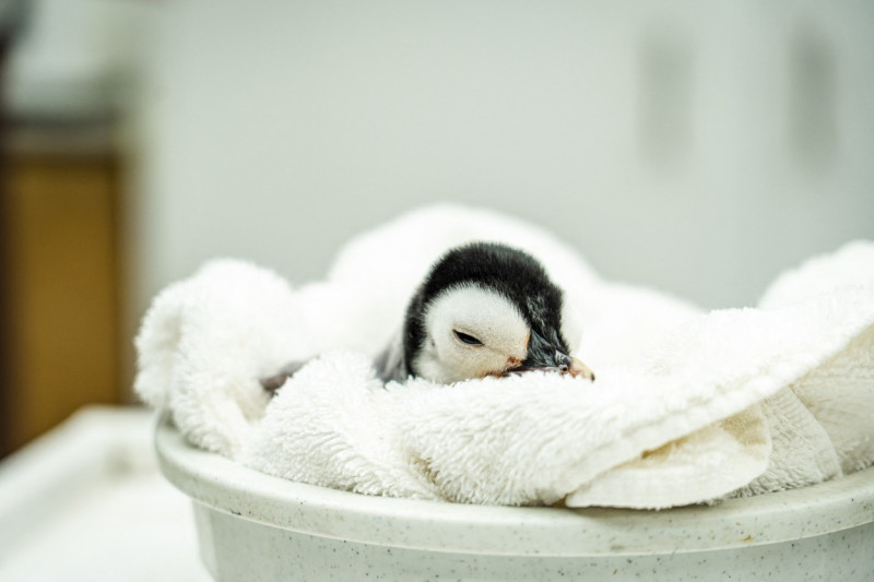 Emperor penguin chick hatches for first time in over a decade