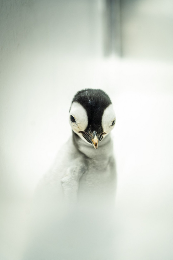 Emperor penguin chick hatches for first time in over a decade