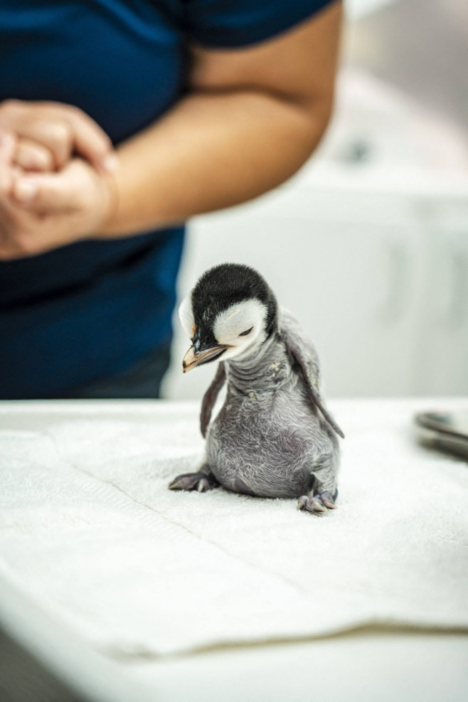 Emperor penguin chick hatches for first time in over a decade