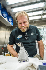 Emperor penguin chick hatches for first time in over a decade