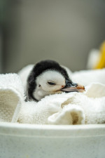 Emperor penguin chick hatches for first time in over a decade