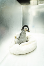 Emperor penguin chick hatches for first time in over a decade