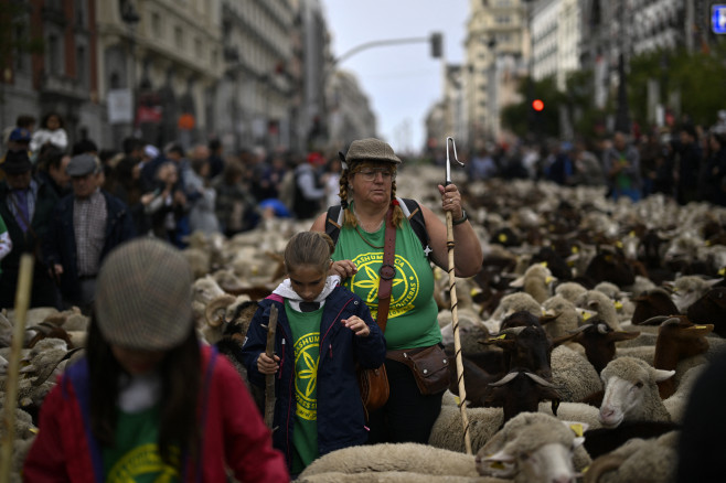 Transhumance in Madrid