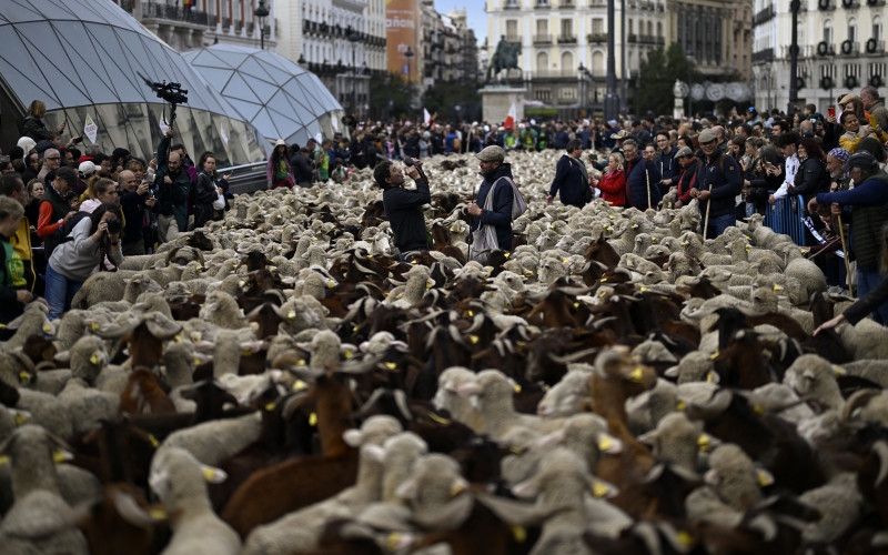 Transhumance in Madrid