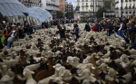 Transhumance in Madrid