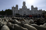 Transhumance in Madrid