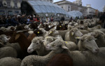 Transhumance in Madrid