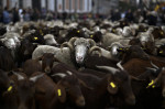 Transhumance in Madrid