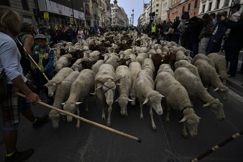 Transhumance in Madrid