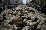 Transhumance in Madrid