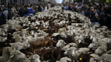 Transhumance in Madrid