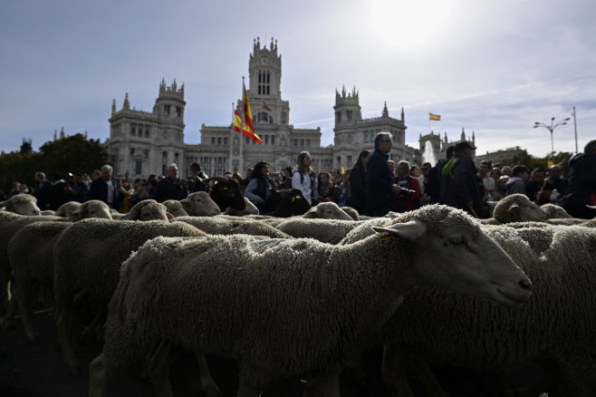 Transhumance in Madrid