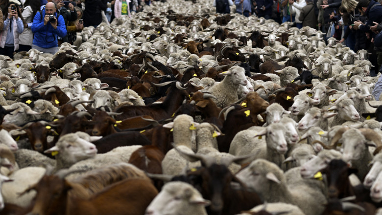 Străzile din Madrid, invadate de turme de oi