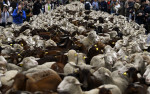 Străzile din Madrid, invadate de turme de oi