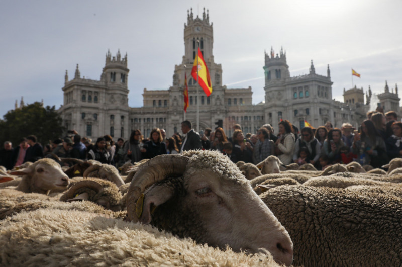 Transhumance Festival in Madrid, Spain -22 Oct 2023