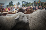 Transhumance Festival in Madrid, Spain -22 Oct 2023