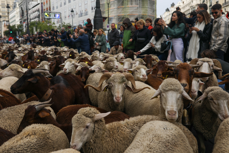 Transhumance Festival in Madrid, Spain -22 Oct 2023