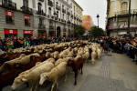 Fiesta De La Transhumancia In Madrid, Spain - 22 Oct 2023