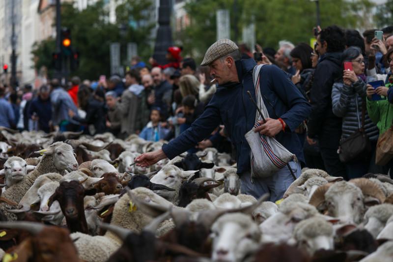 Transhumance Festival in Madrid, Spain -22 Oct 2023