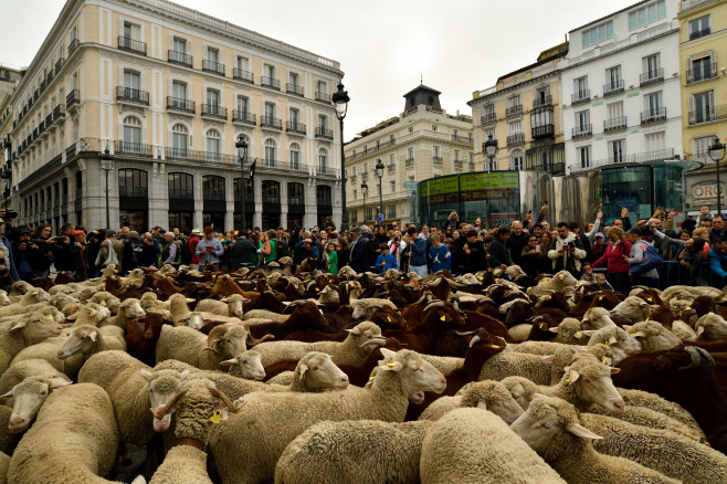 Fiesta De La Transhumancia In Madrid, Spain - 22 Oct 2023