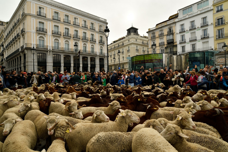 Fiesta De La Transhumancia In Madrid, Spain - 22 Oct 2023