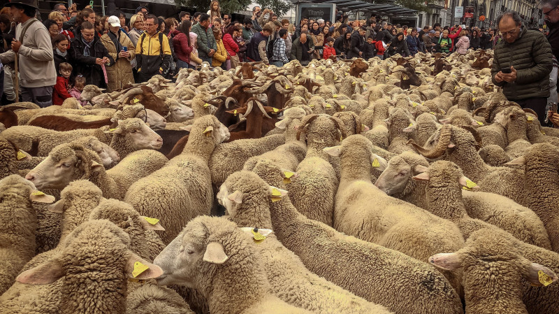 Thousands of Sheep Invade Madrid, Spain, Madrid, Spain - 22 Oct 2023