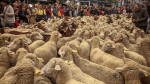 Thousands of Sheep Invade Madrid, Spain, Madrid, Spain - 22 Oct 2023