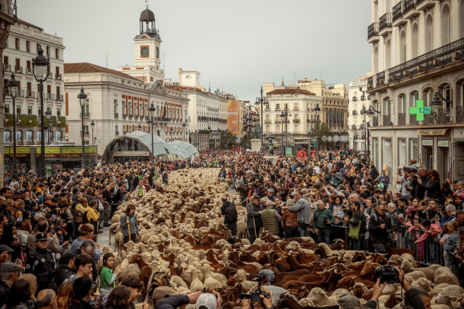 Thousands of Sheep Invade Madrid, Spain, Madrid, Spain - 22 Oct 2023