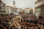 Thousands of Sheep Invade Madrid, Spain, Madrid, Spain - 22 Oct 2023