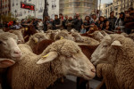 Thousands of Sheep Invade Madrid, Spain, Madrid, Spain - 22 Oct 2023