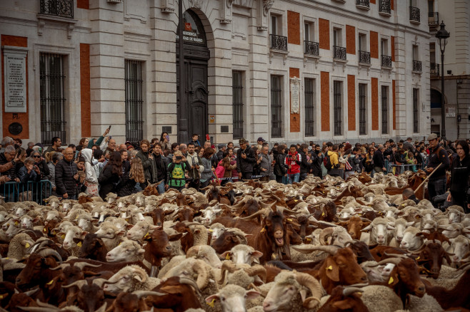 Thousands of Sheep Invade Madrid, Spain, Madrid, Spain - 22 Oct 2023