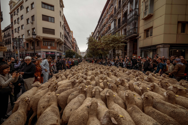 Transhumance Festival 2023: Madrid