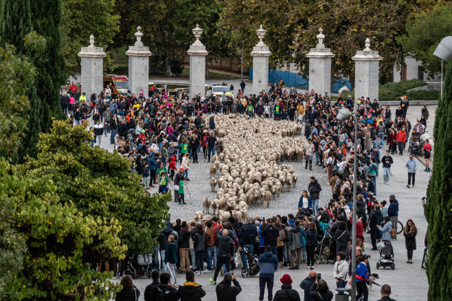 Transhumance Festival - Madrid