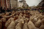 Transhumance 2023 in Madrid