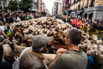 Transhumance Festival - Madrid