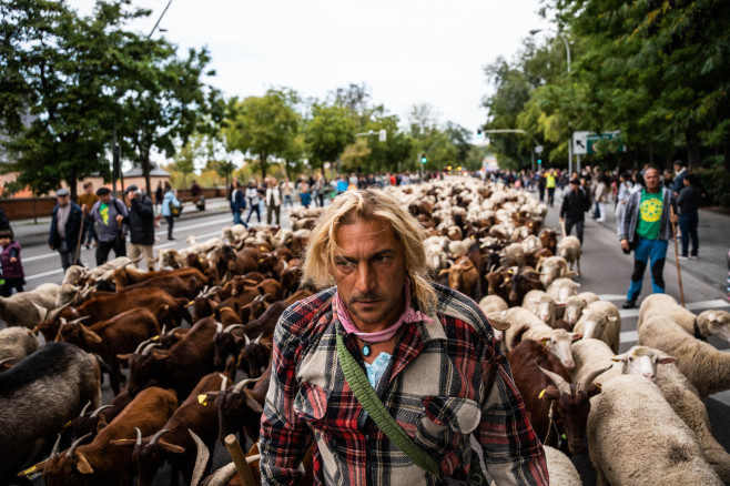 Transhumance Festival - Madrid