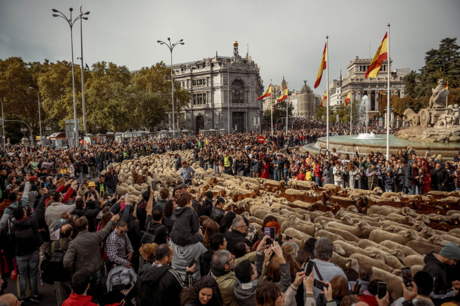 Transhumance 2023 in Madrid