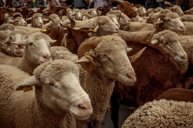 Transhumance 2023 in Madrid