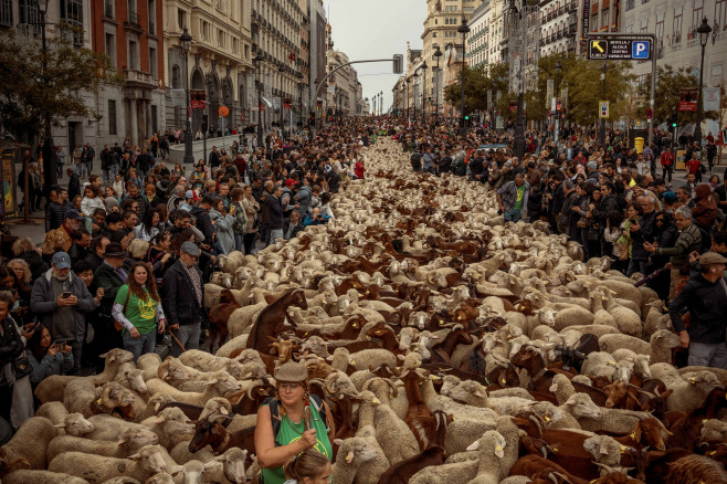 Transhumance 2023 in Madrid