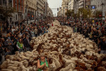 Transhumance 2023 in Madrid