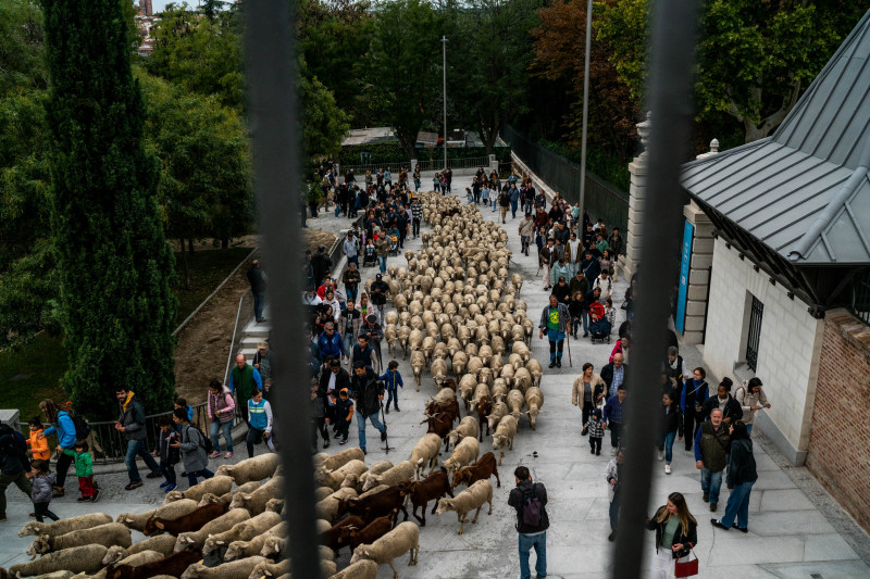 Transhumance Festival - Madrid