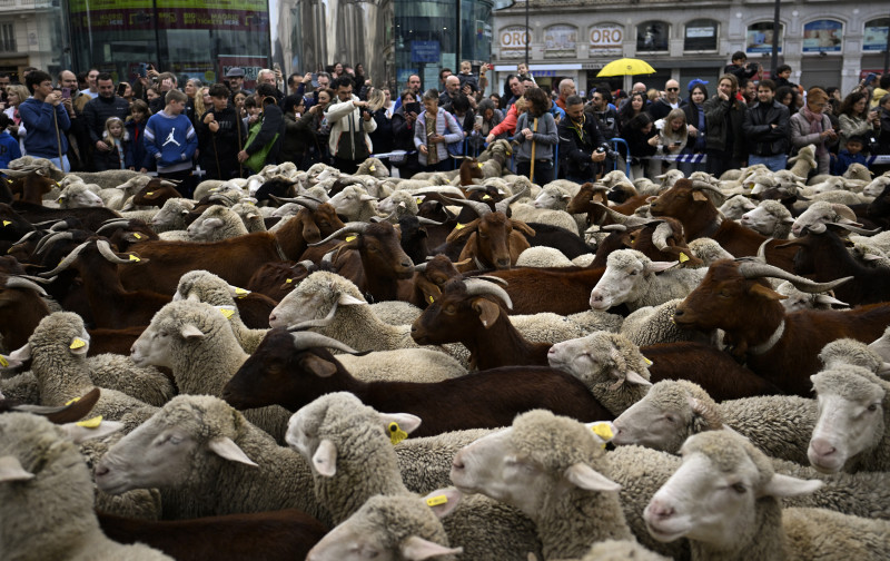 Transhumance in Madrid