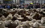 Transhumance in Madrid