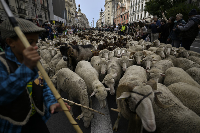 Transhumance in Madrid