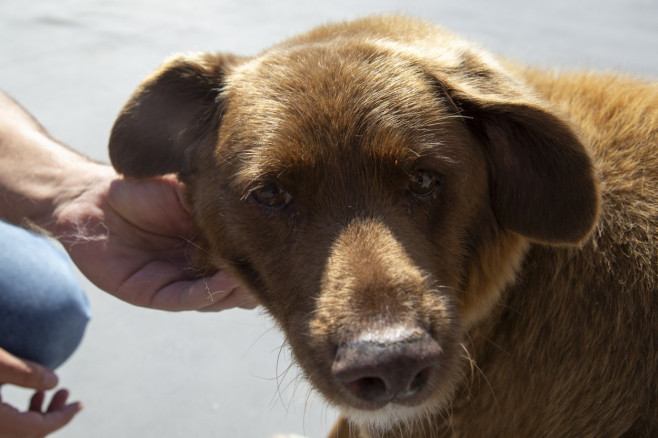 A murit Bobi, cel mai bătrân câine din lume (4)