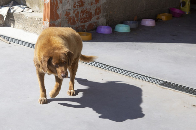 A murit Bobi, cel mai bătrân câine din lume (5)