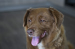 A murit Bobi, cel mai bătrân câine din lume (11)
