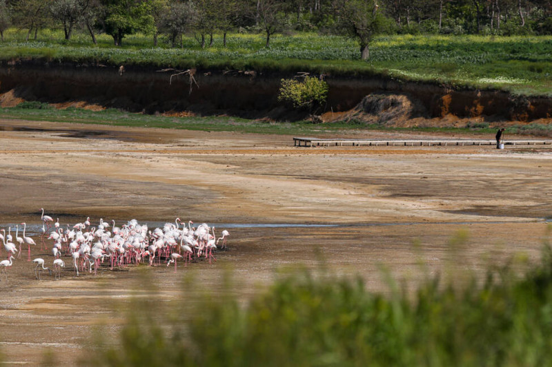 flamingo ucraina uabirds