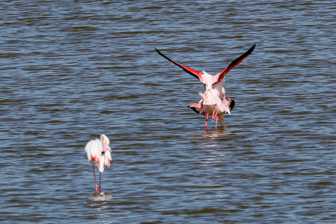 flamingo ucraina 2 uabirds